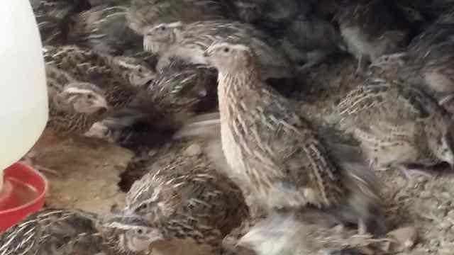 للبيع بالجملة والكميات فري للاكل والتربية وللصقور بــ 4 دراهم للحبه