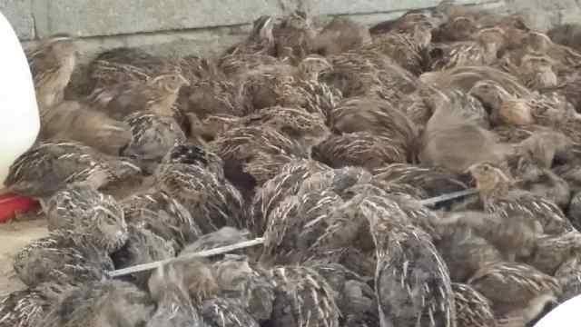 للبيع بالجملة والكميات فري للاكل والتربية وللصقور بــ 4 دراهم للحبه