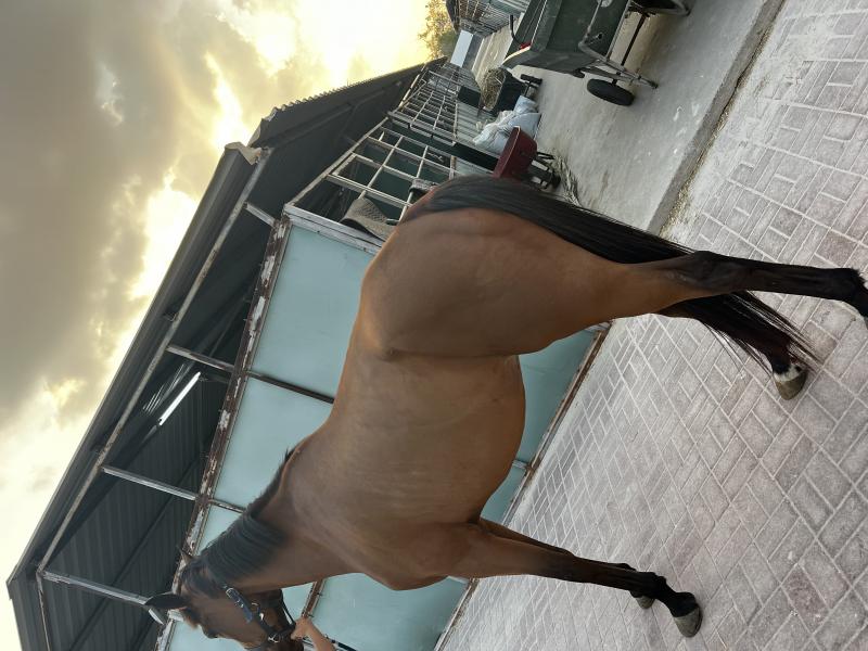 خيل خصي العمر 6 سنوات