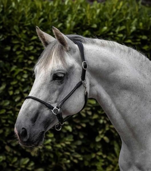 للبيع طوق رأس جلدي تشريحي من eQuestri لمستلزمات الفروسية