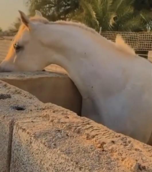 للبيع فحل جمال طول وافي سليم