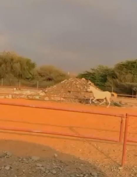 للبيع فحل جمال طول وافي سليم