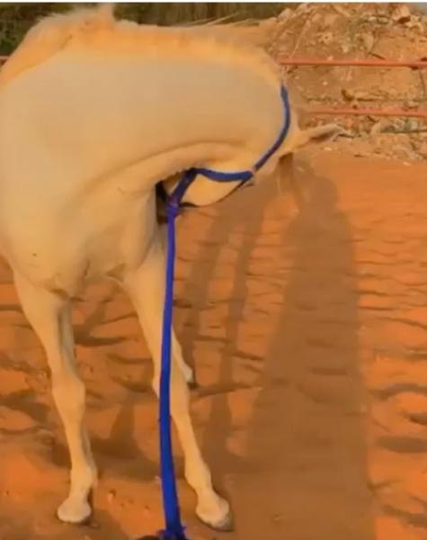 للبيع فحل جمال طول وافي سليم