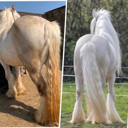 للبيع بلسم للخيول البيضاء والرمادية من equistore.me لمعدات الفروسية
